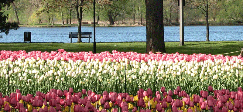 Ottawa Tulips 4_for web